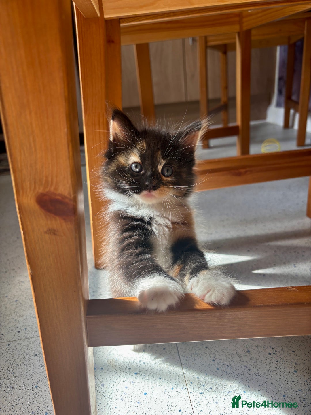 Mixed Breed cats for sale: 5 🩷beautiful kittens looking for a lovely home🩷 - Image 2