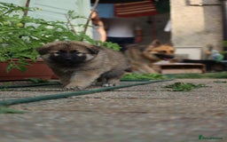 German Shepherd dogs for sale: Adorable GSD pups, straight back line, KC reg - Image 35
