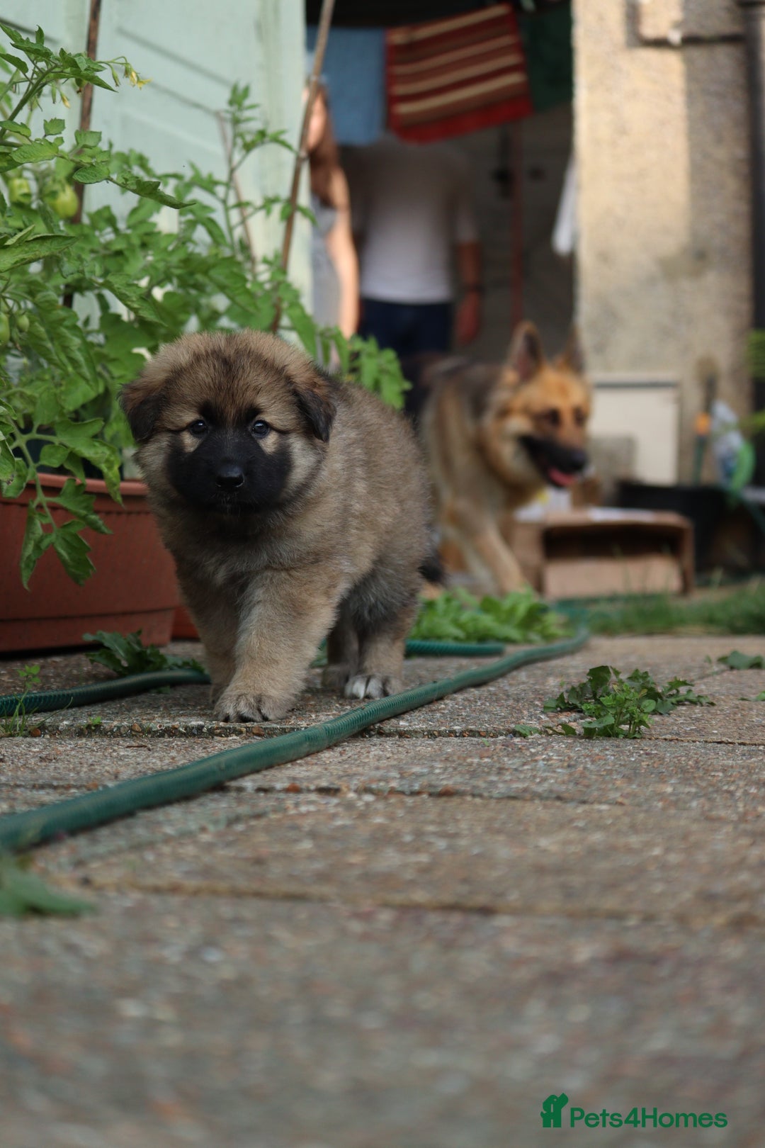 German Shepherd dogs for sale: Adorable GSD pups, straight back line, KC reg - Image 35