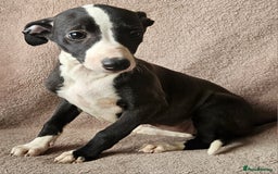 Whippet dogs for sale: **Ready now**KC HEART AND HEALTH TESTED WHIPPETS - Image 19