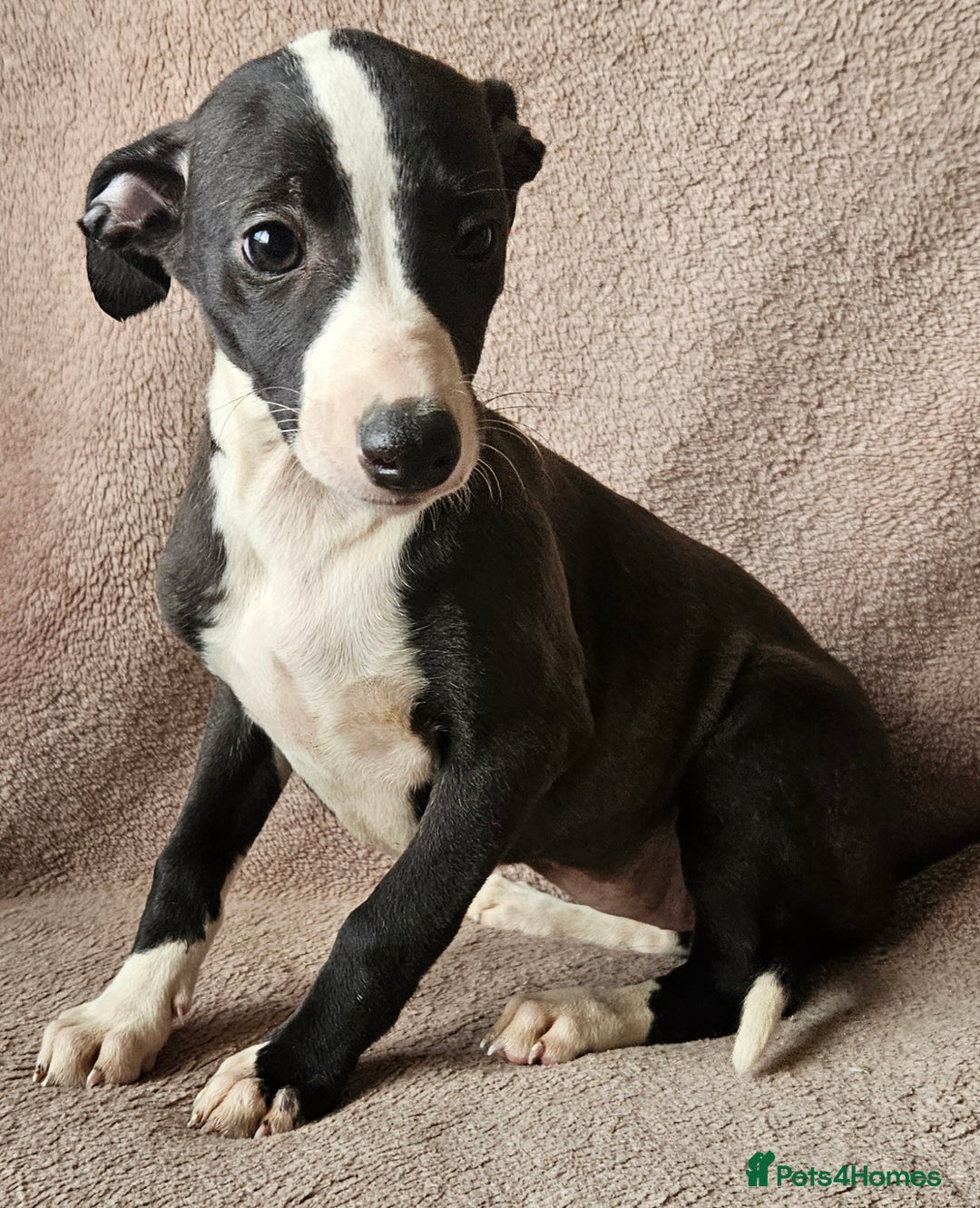 Whippet dogs for sale: **Ready now**KC HEART AND HEALTH TESTED WHIPPETS - Image 19