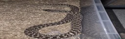 Snake reptiles for sale: Western Hognose Female Snakes - Advert 3