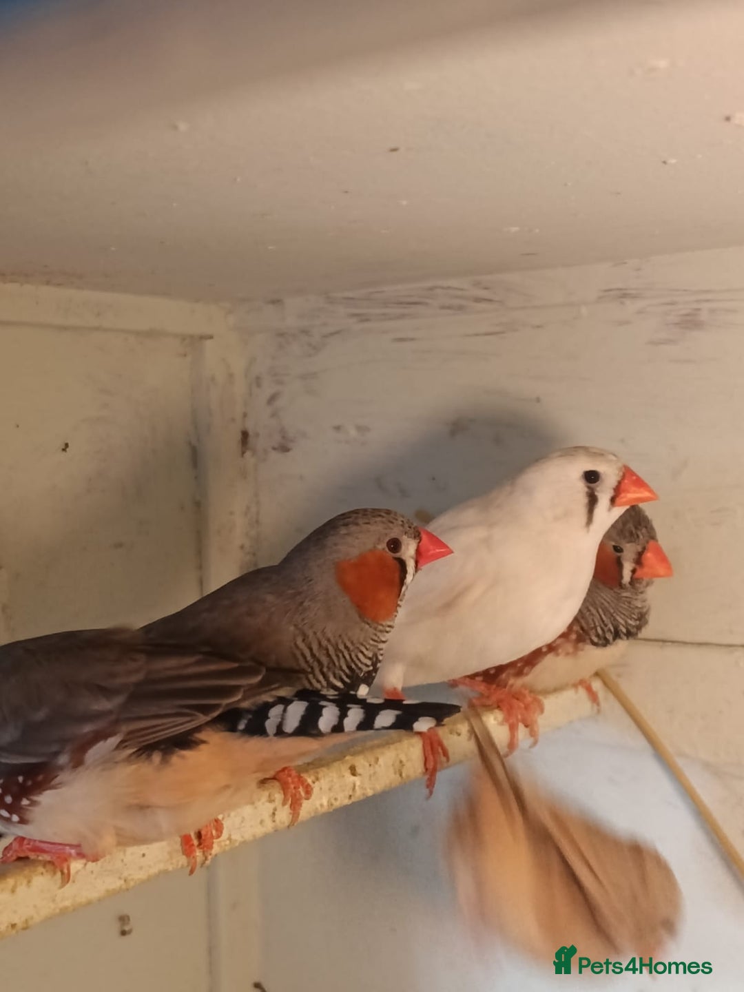 Finches birds for sale: Zebra finches - Advert 5