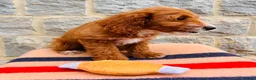 Cockapoo dogs for sale: 🧡💛 ADORABLE F1B COCKAPOO PUPPIES 💛🧡 - Advert 11