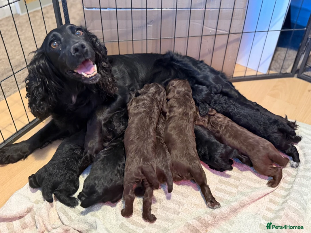 Cocker Spaniel dogs for sale: Well bred working cocker. Black male. - Advert 6