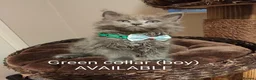 Maine Coon cats for sale: RARE COLOURS!!! MAINE COON KITTENS/DNA/GCCF  - Advert 10