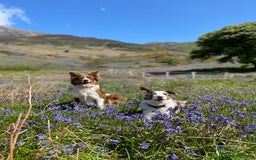 Bordoodle dogs for sale: OUTSTANDING *TRI COLOUR* MINIATURE BORDOODLES - Image 19