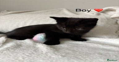 Mixed Breed cats - Advert 13