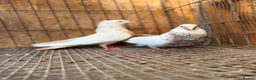 Pigeons birds for sale: IMPORTED IRANIAN SINEH PIGEONS - Advert 19