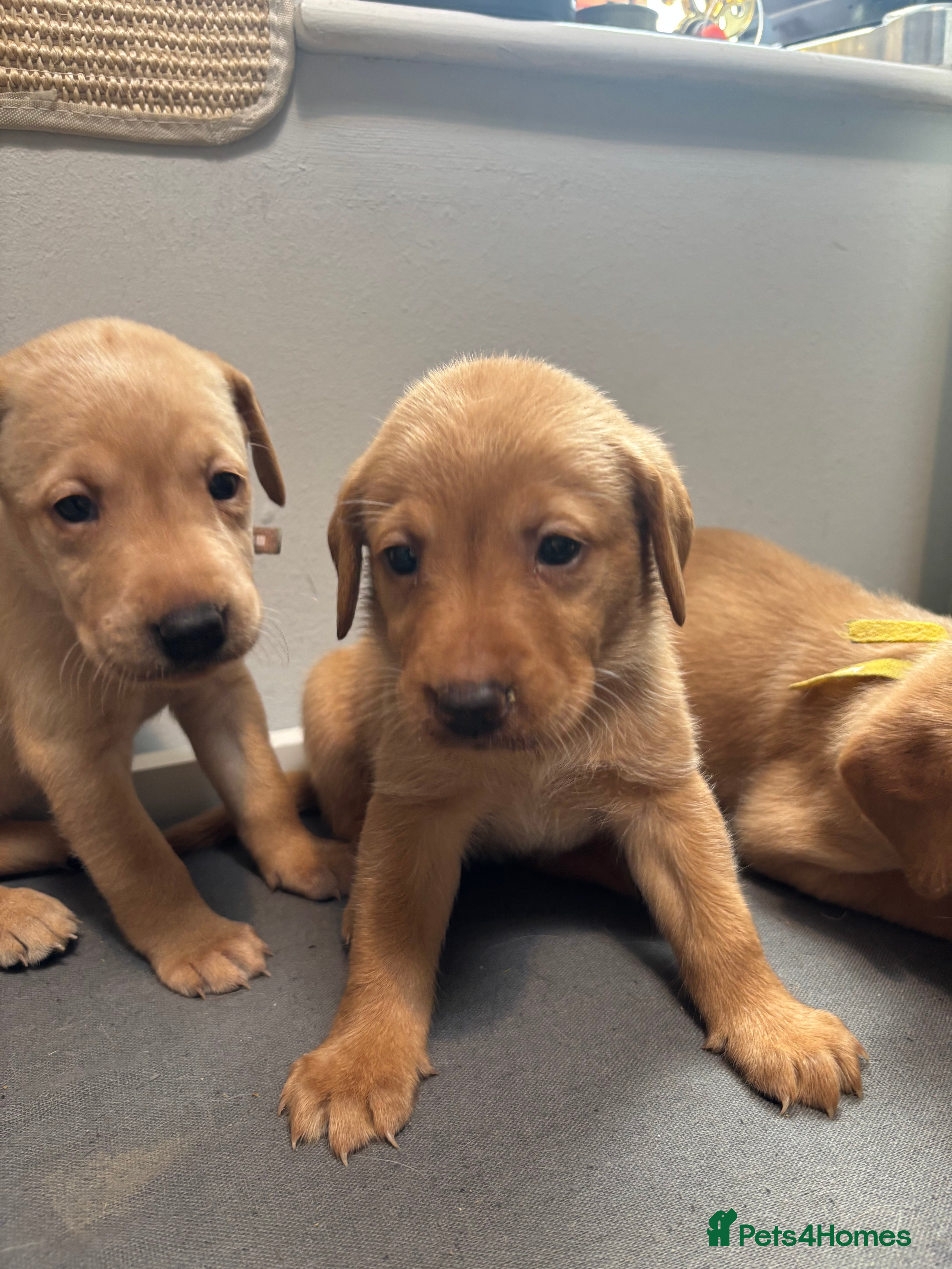 Labrador Retriever dogs 10 adorable fox red Labrador puppies  - Advert 2
