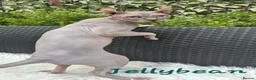 Sphynx cats for sale: Sphynx /Elf kittens Ready Now - Advert 4