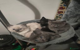 Mixed Breed cats for sale: Ragdoll X for sale  - Image 3