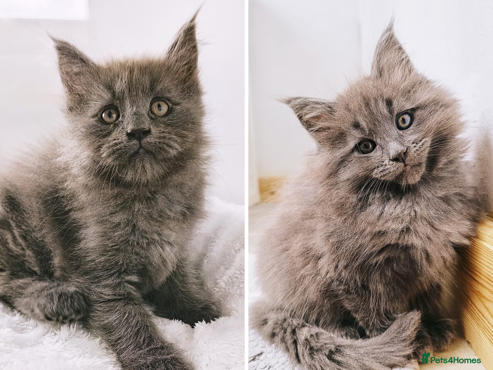 Maine Coon cats XXL Maine coon kittens + DNA health tested - Advert 17