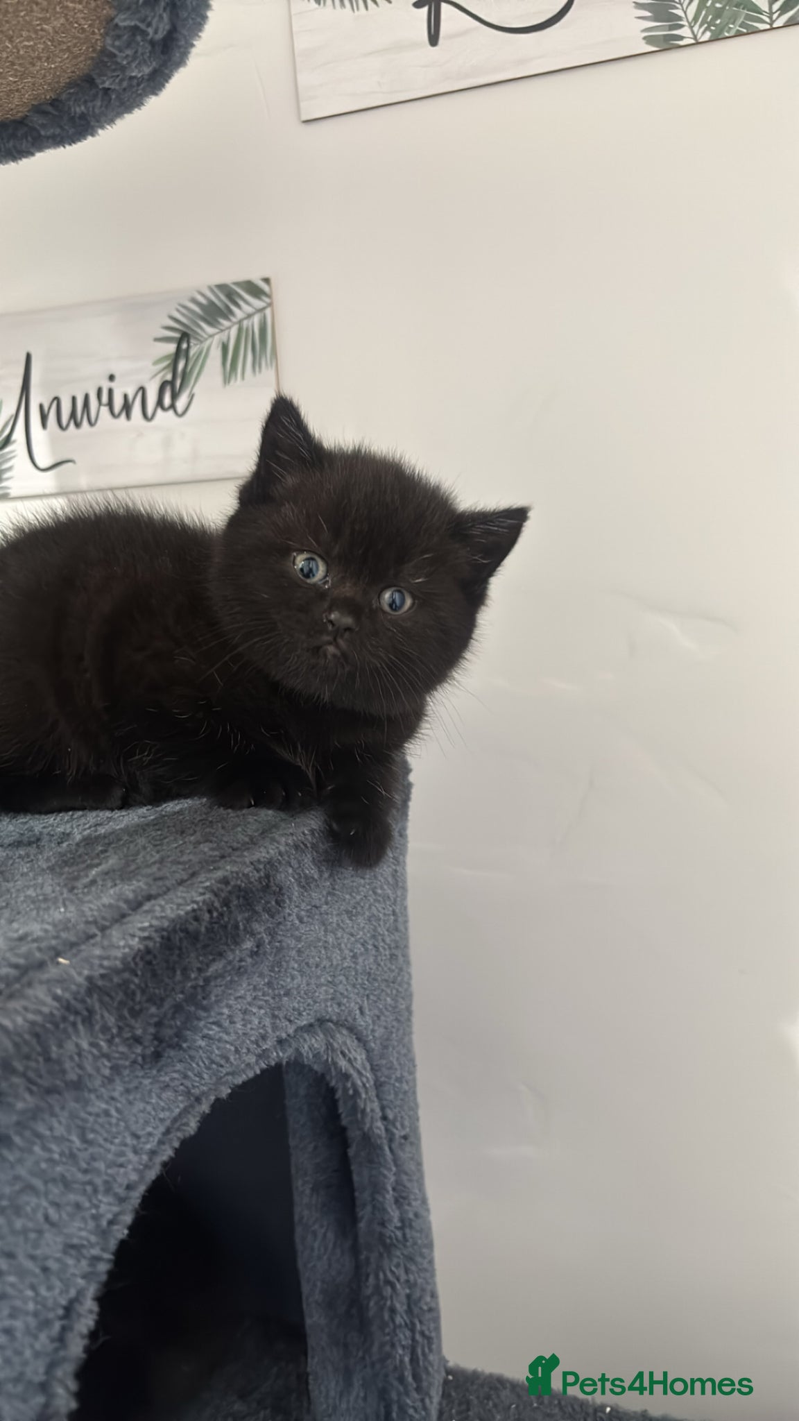 Mixed Breed cats British shorthair x - Advert 3
