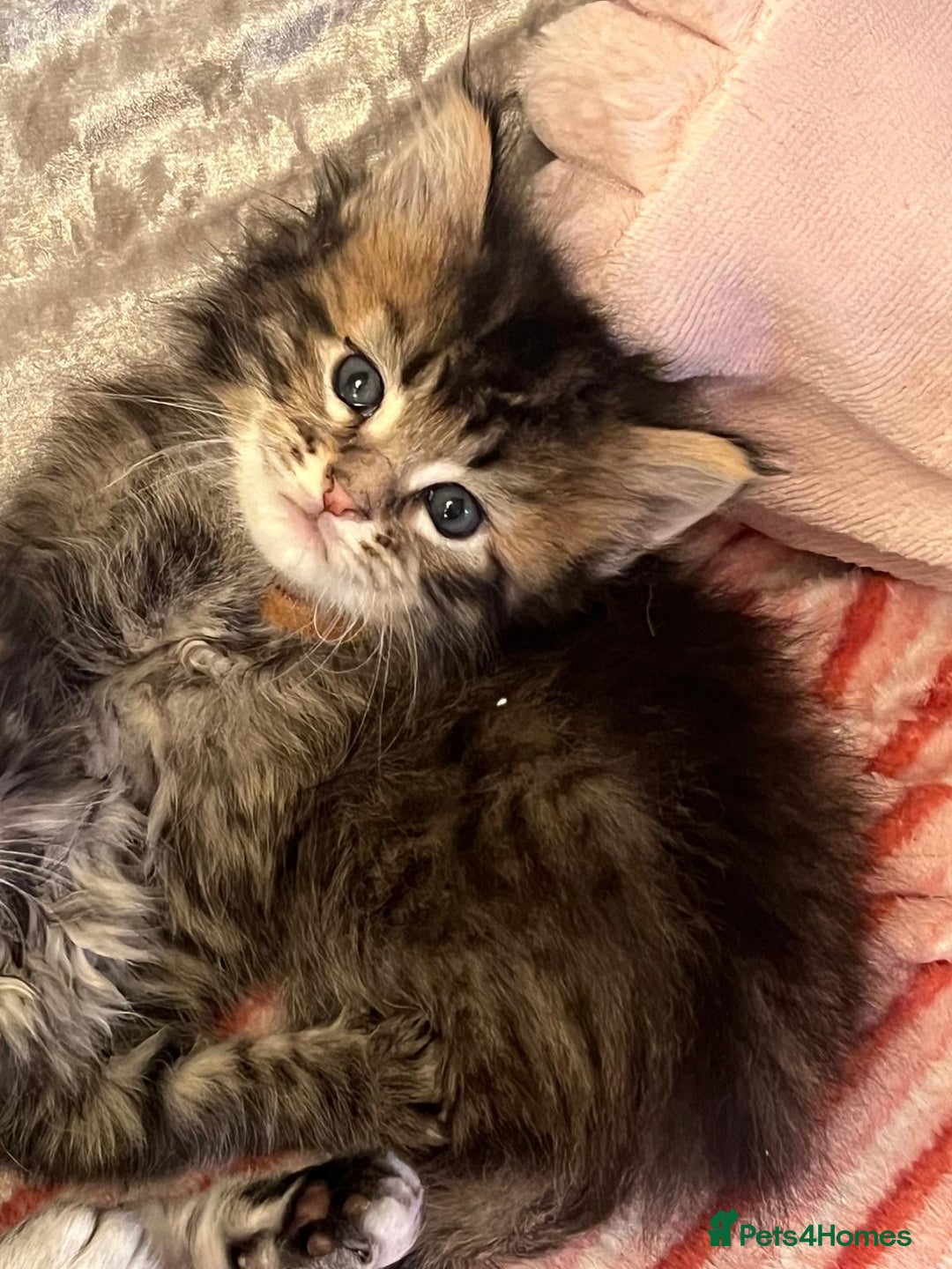 Maine Coon cats for sale: Full breed Mainecoon kittens ready 17th February  - Advert 14