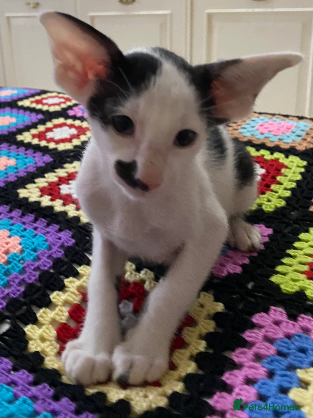 Oriental cats for sale: Beautiful Oriental Kittens for Sale - Advert 26