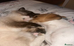 Ragdoll cats for sale: Ragdoll cat female - Image 5