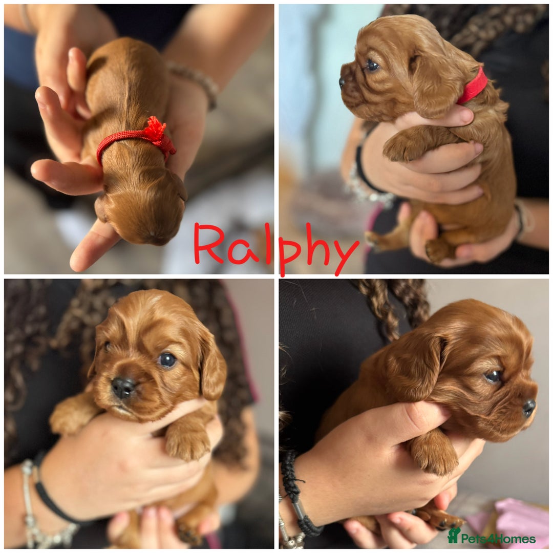 Cavalier King Charles Spaniel dogs for sale: Beautiful Ruby Cavalier King Charles Pups  - Image 16
