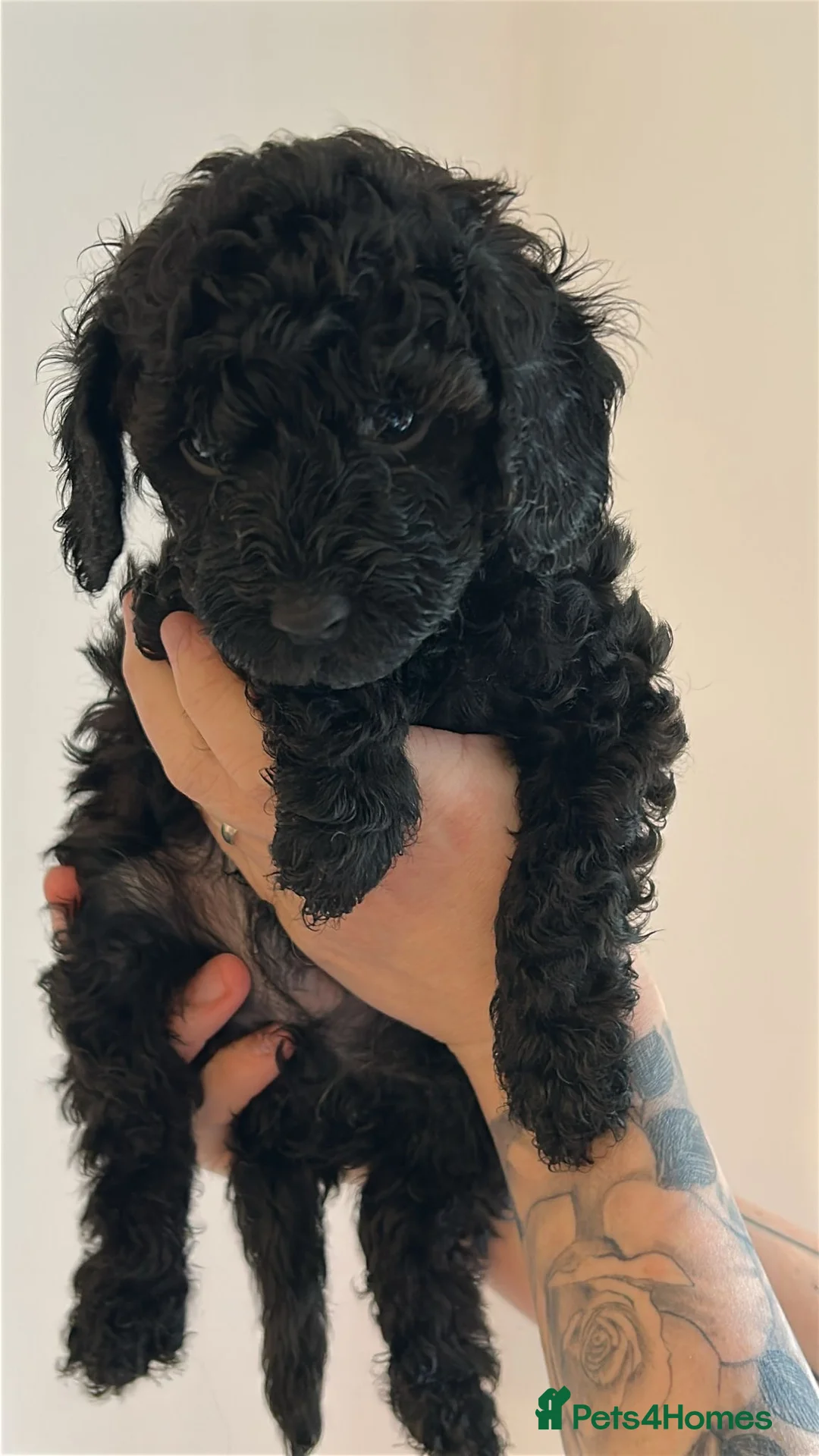 Miniature Poodle dogs for sale: Beautiful Merle Miniature Poodles - Advert 2