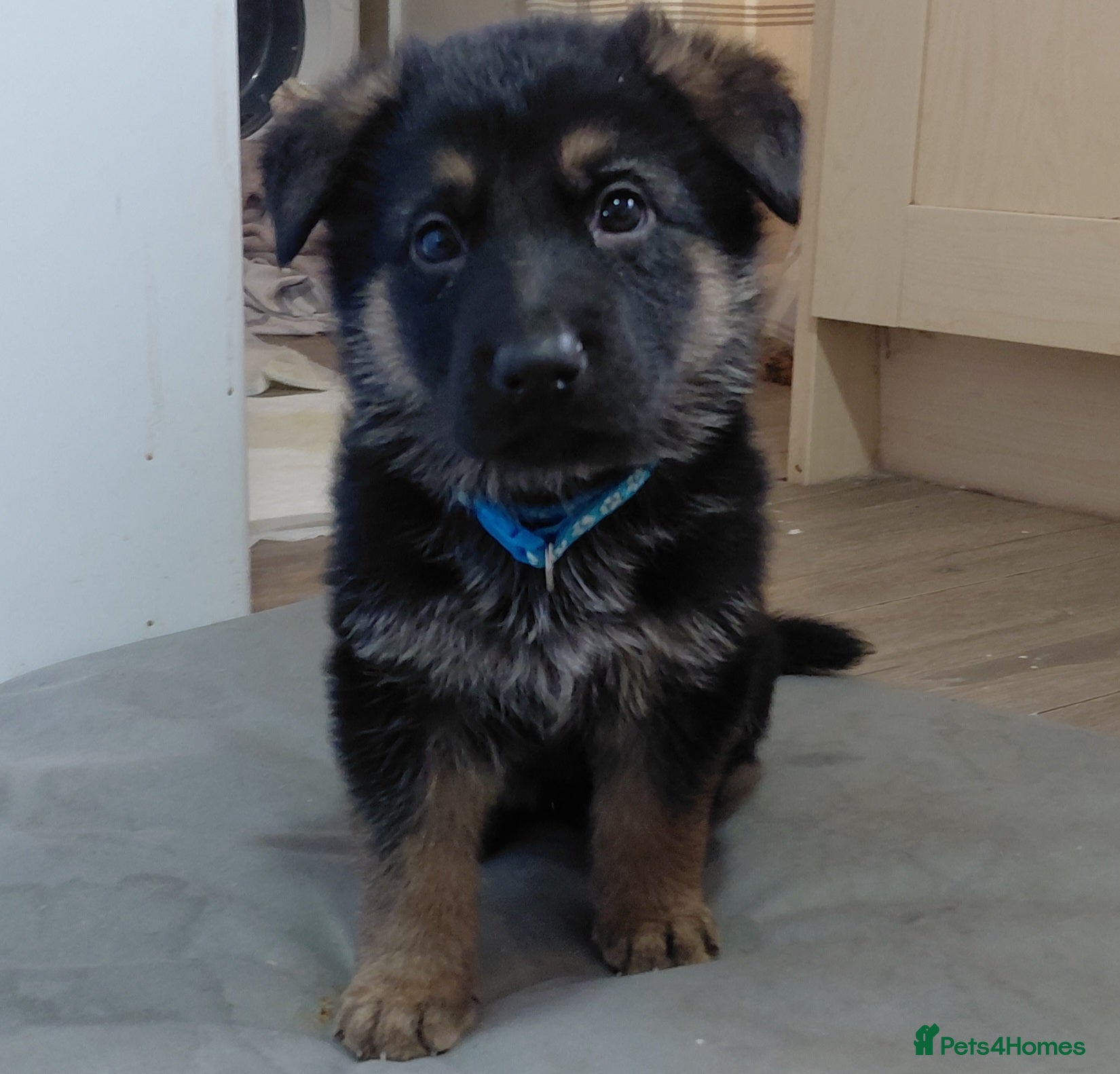 German Shepherd dogs German Shepherd - Advert 16