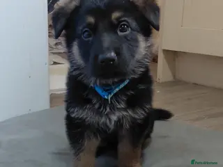 German Shepherd dogs German Shepherd - Advert 16