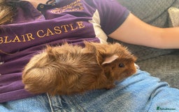 Guinea Pig rodents for sale: friendly boys available  - Image 3