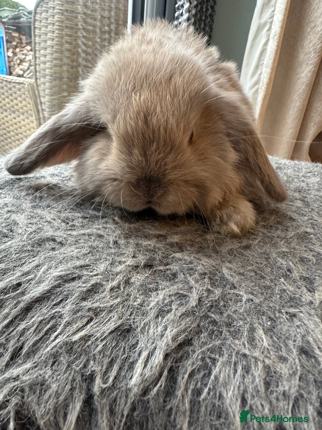 Mini Lop rabbits for sale: Lovely pair of mini lops. - Advert 7