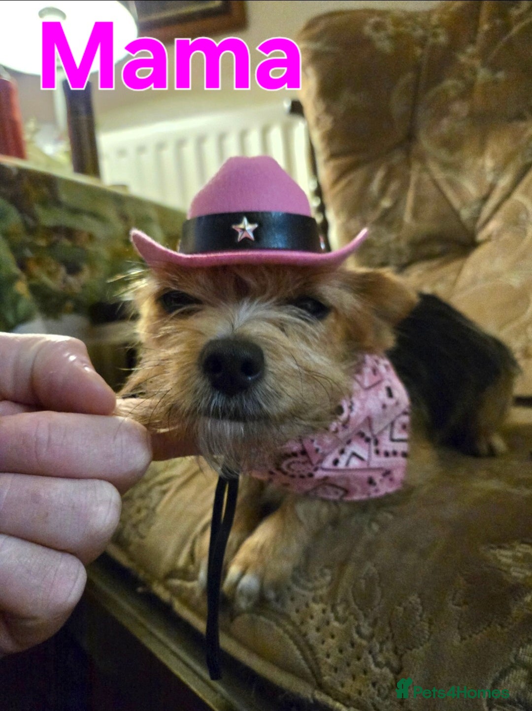 Yorkshire Terrier dogs for sale: Beautiful Miniature Yorkshire Terrier Puppies - Advert 13