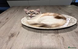 Ragdoll cats for sale: Ragdolls kittens  - Image 27