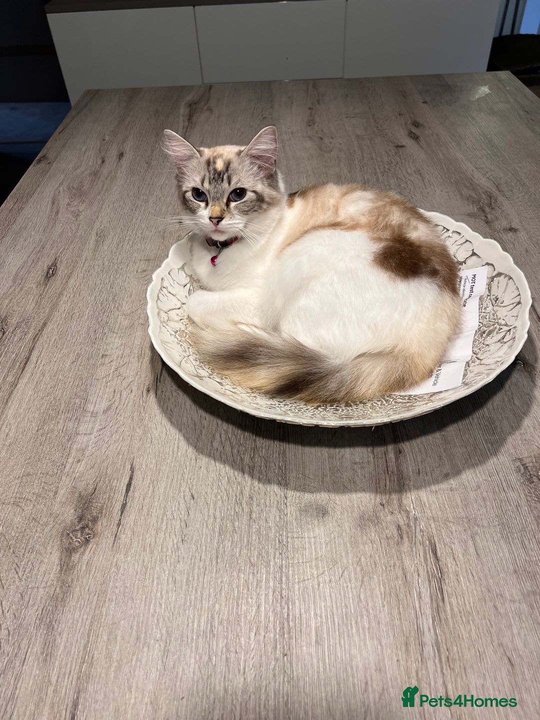 Ragdoll cats for sale: Ragdolls kittens  - Image 27