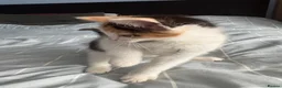 Mixed Breed cats for sale: 3 Boys and 2 Girls mixed colour kittens - Advert 5