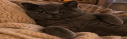 British Shorthair cats for sale: British Shorthair Pedigree Kittens in Glasgow - Advert 2