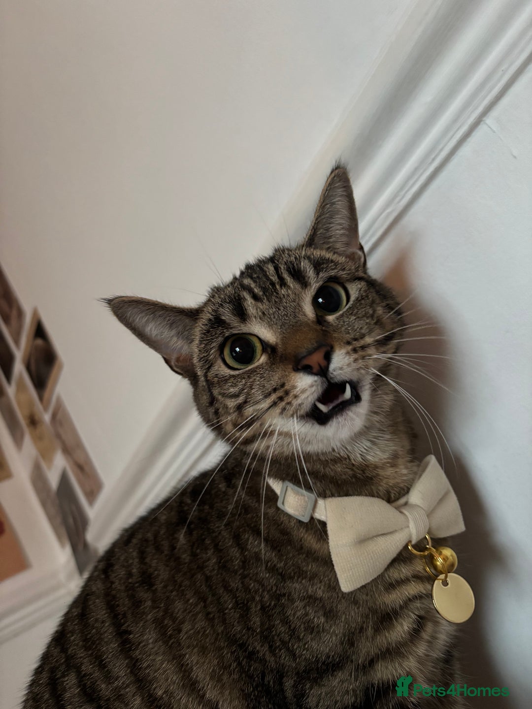 British Shorthair cats for sale: Two female cats  - Advert 2