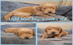 Labradoodle dogs for sale: DNA health tested F1b miniature labradoodles  - Image 7