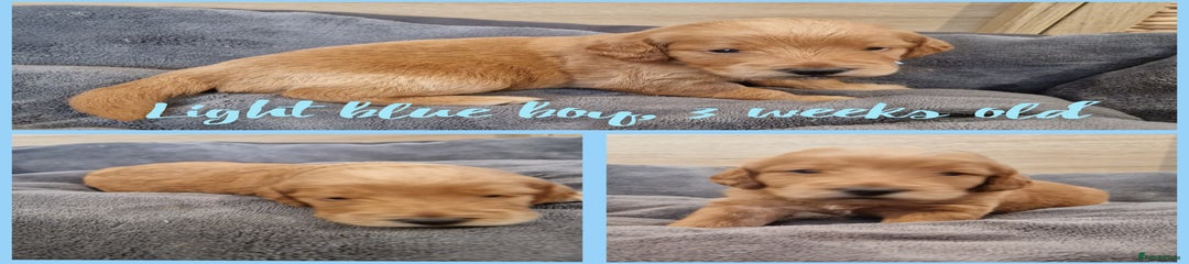 Labradoodle light blue boy