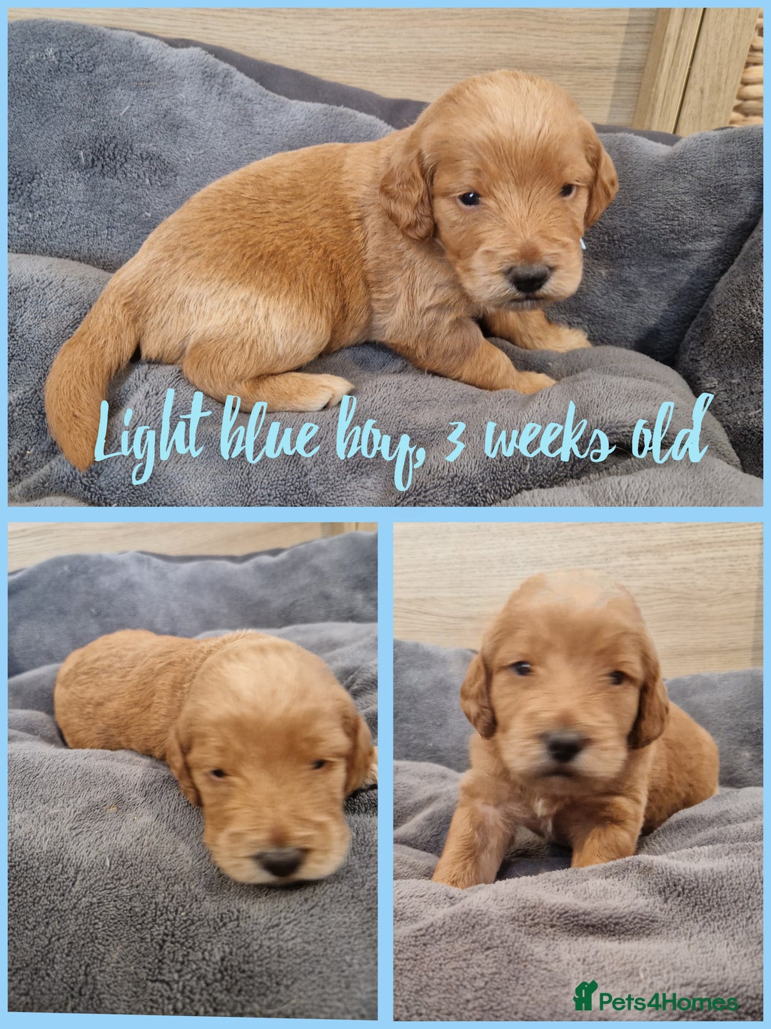 Labradoodle dogs for sale: DNA health tested F1b miniature labradoodles  - Image 7