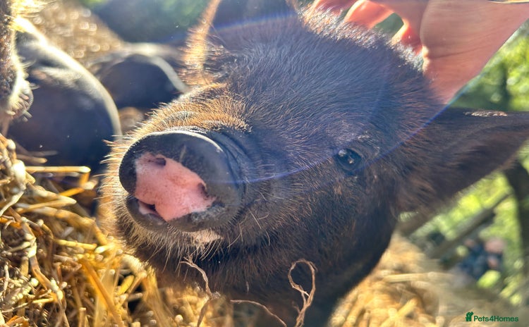 Pig livestock Kunekune Pigs  - Advert 1