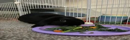 Mini Lop rabbits for sale: 🐰 Smudge & Bambi – bonded indoor pair 🤍 in Durham - Advert 5