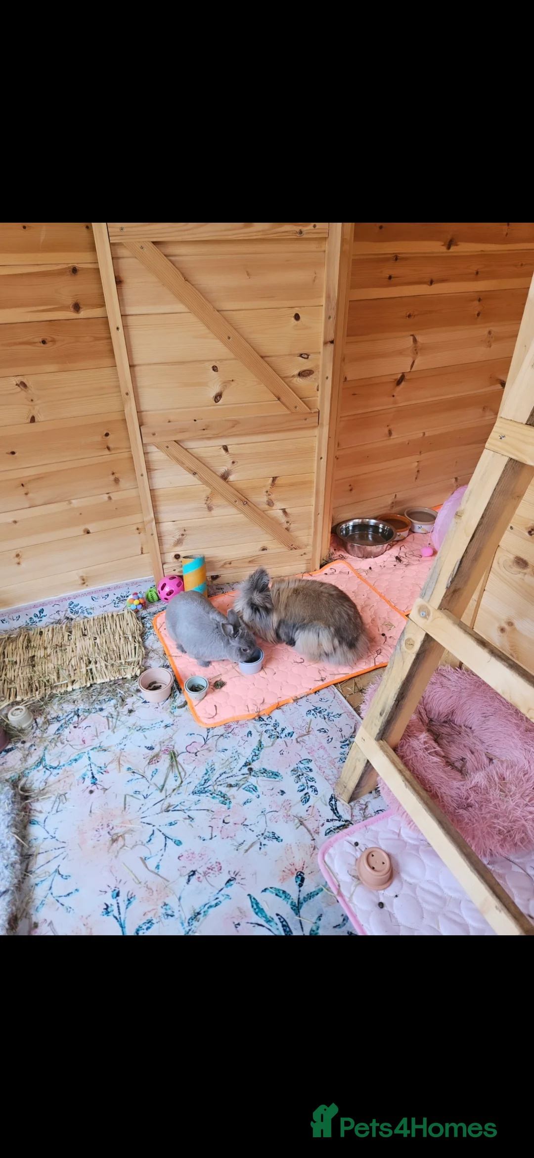 Lionhead rabbits for sale: 2 female spayed rabbits - Advert 7