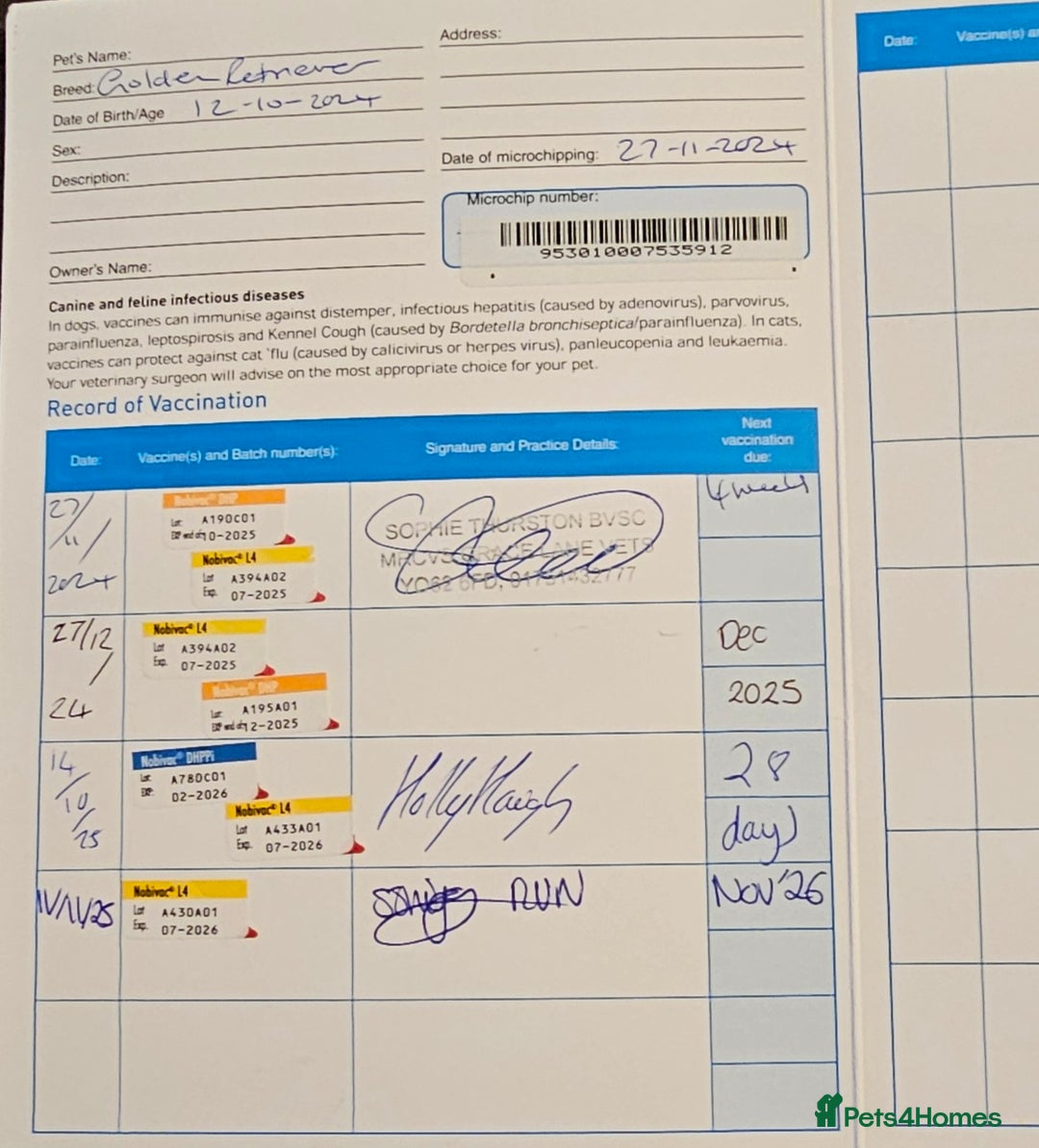 Golden Retriever dogs for sale: KC Golden retriever for sale - Advert 7