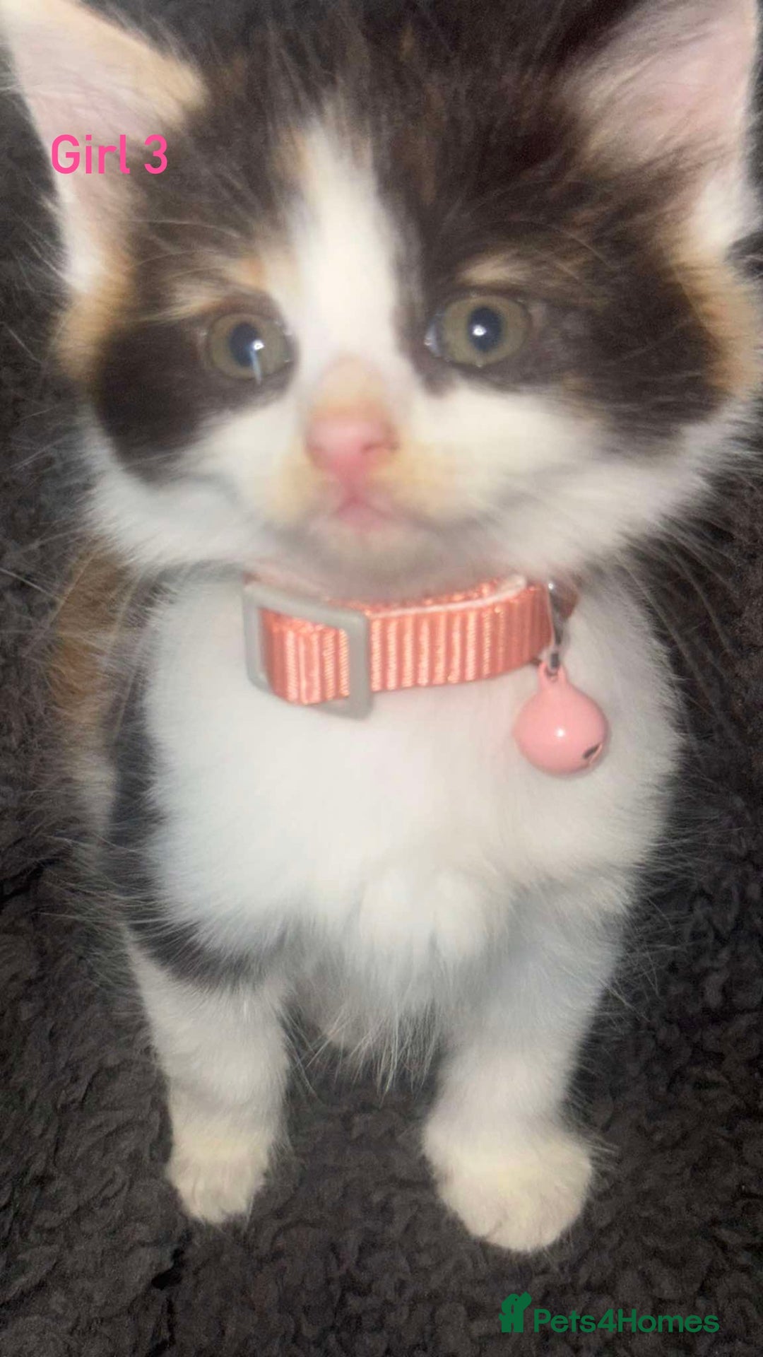 Mixed Breed cats for sale: Semi-longer hair calico  - Image 9