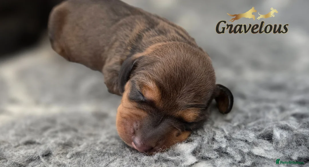 Dachshund dogs for sale: KC Registered Standard Smooth Haired Pups - Advert 5