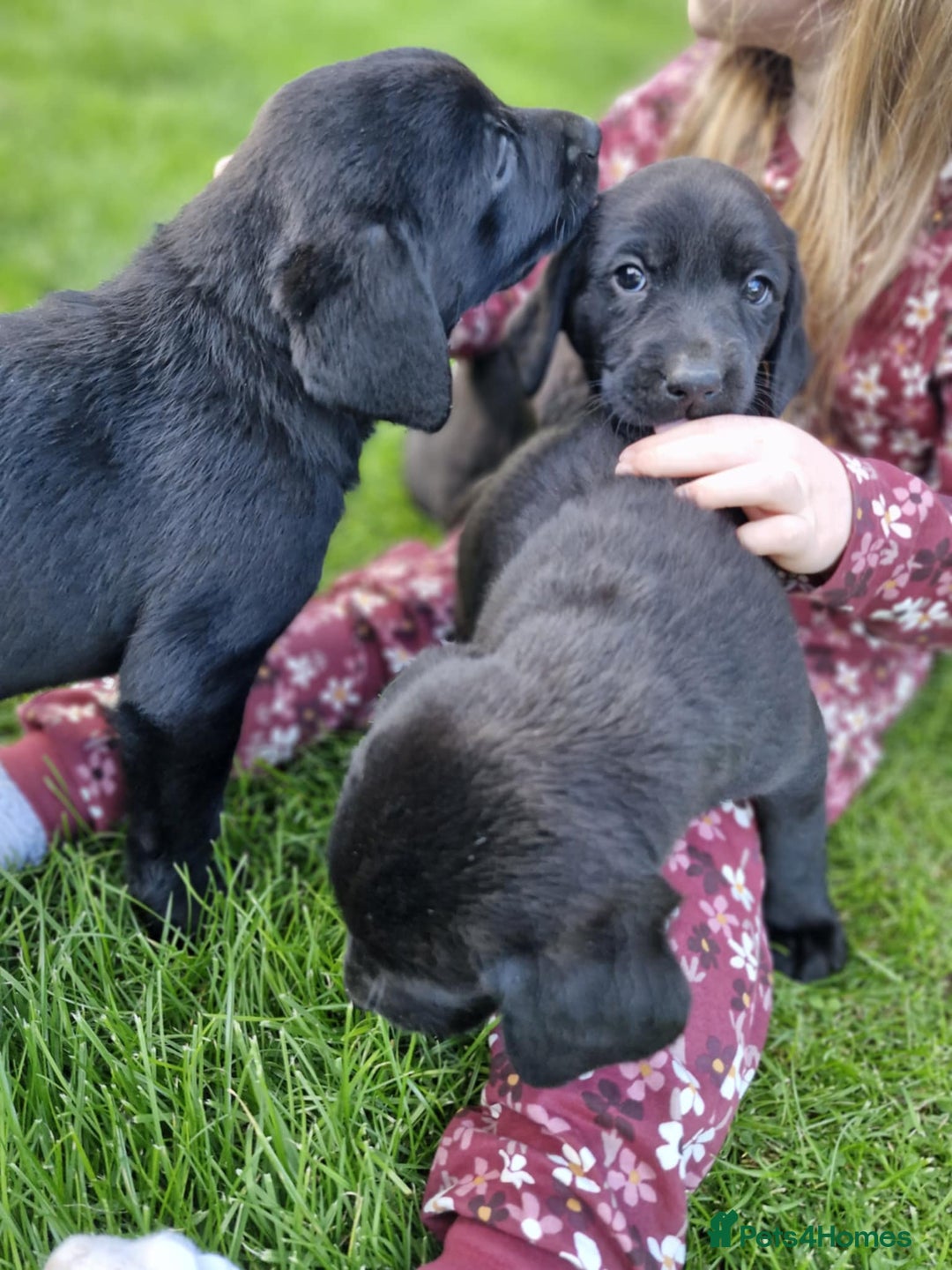 Labrador Retriever dogs for sale: Labrador pups - Image 6