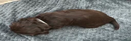 Cocker Spaniel dogs for sale: KC registered Show cocker spaniel  in King's Lynn - Advert 4