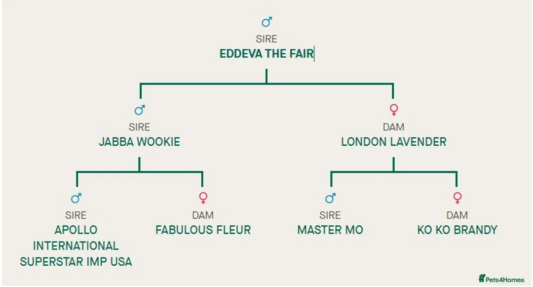 French Bulldog dogs for stud: 🔥 PLATINUM LILAC & TAN FLUFFY - WELL PROVEN- KC   in Blackpool - Advert 18