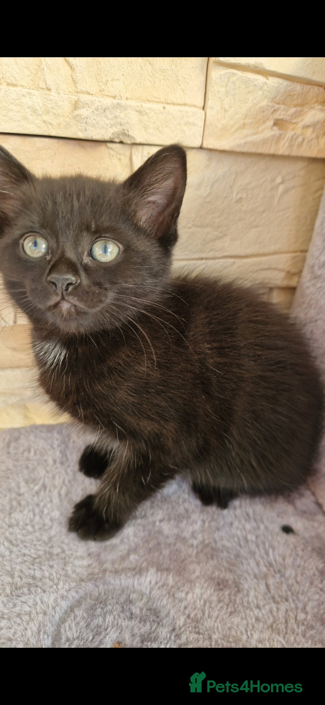Mixed Breed cats for sale: Kittens😺 - Image 8
