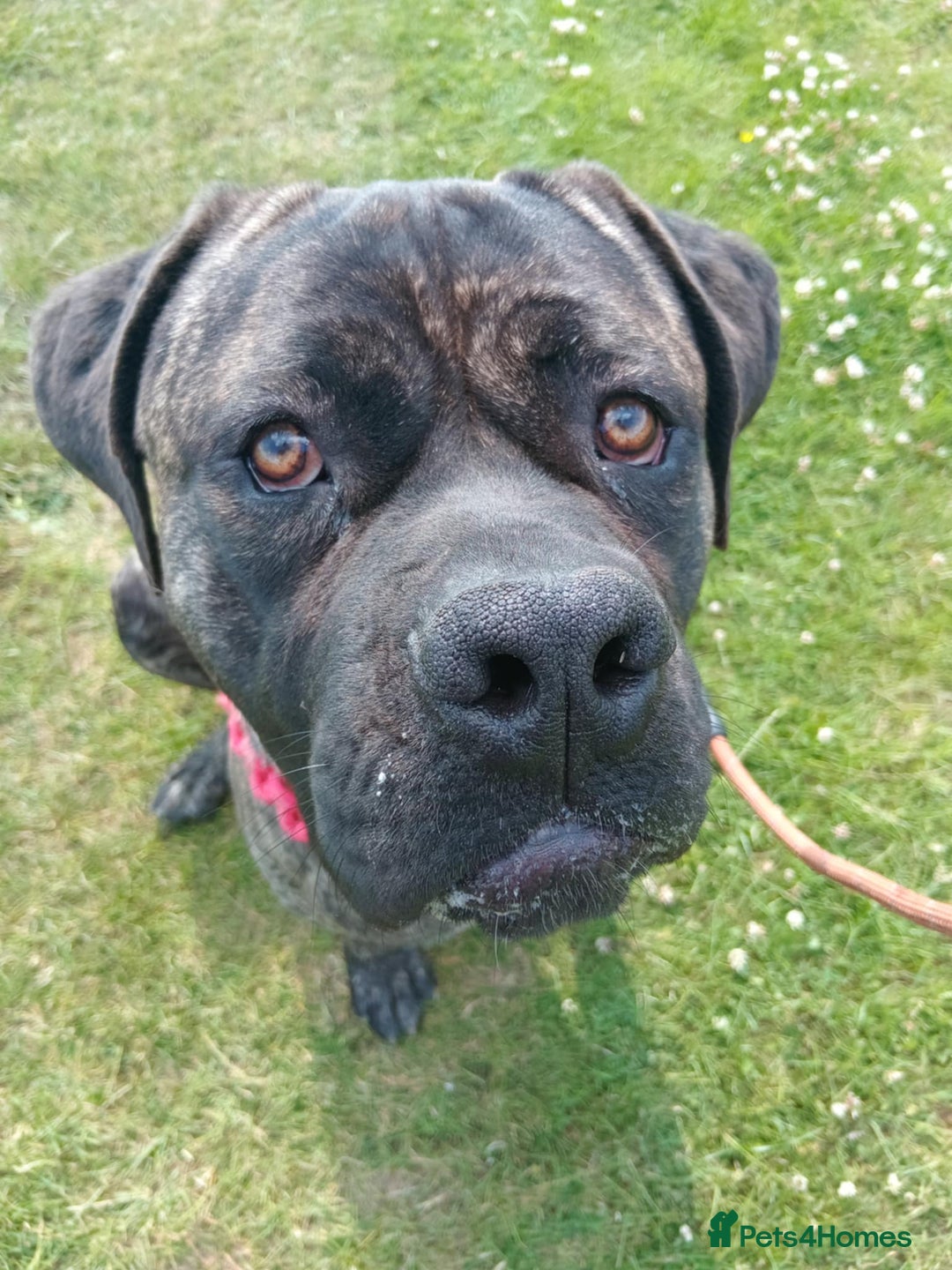 Cane Corso dogs for sale: Ja ** on - Advert 4