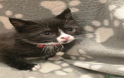 British Shorthair cats for sale: Lovely kittens  - Image 32