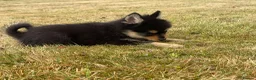Pomsky dogs for sale: Stunning fully vaccinated Pomsky Girl - Advert 5