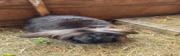 Mini Lop rabbits for sale: 2 neutered rabbits - Advert 2